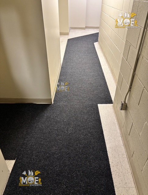 Carpet and rug